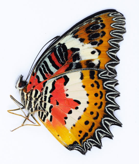 Cethosia hypsea hypsina (abberation, verso, Malaysia) 2 (Internet Image property of respective owner, non-commercial use only)
